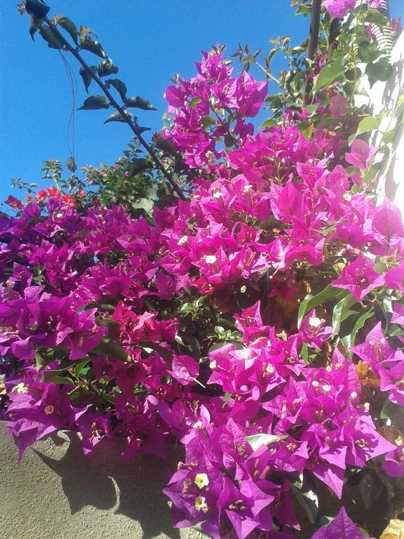 Finca Las Palmeras إيكود ذي لوس فينوس الغرفة الصورة