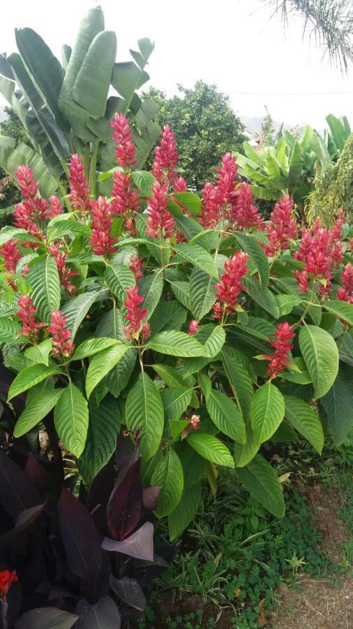 Finca Las Palmeras إيكود ذي لوس فينوس المظهر الخارجي الصورة