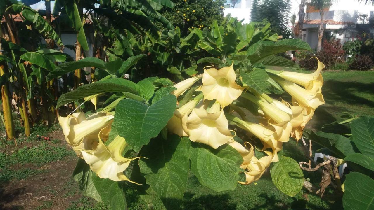 Finca Las Palmeras إيكود ذي لوس فينوس المظهر الخارجي الصورة
